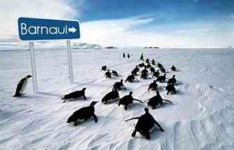 Пингвины идут в Барнаул.JPG